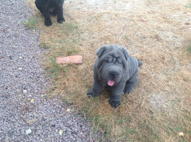 Mes chiots