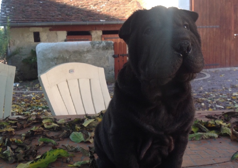 Chiots d'isba, nés le 5 septembre 2016