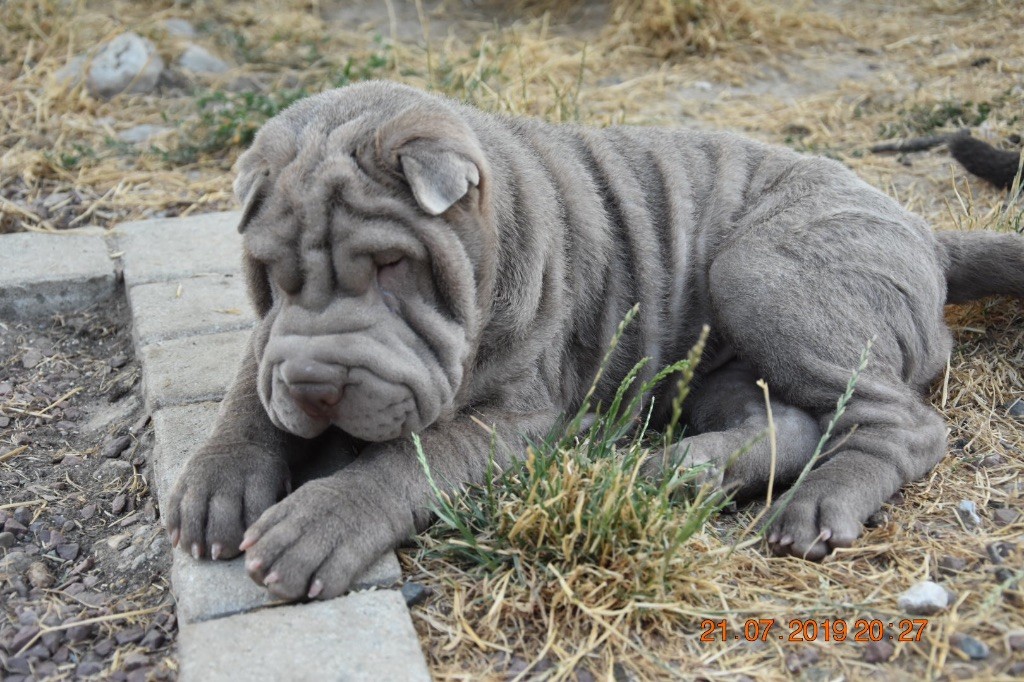 du domaine de la giraudiere - Shar Pei - Portée née le 13/04/2019